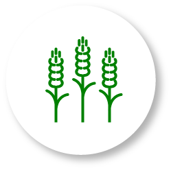 icono lineal de hojas de trigo